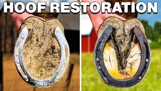 Horse Hoof Cleaning Satisfying Full Restoration [upl. by Stieglitz]