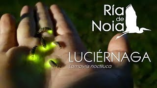 Luciernaga vagalume Lampyris noctiluca en el Monte San Lois Ría de Noia [upl. by Eednahs]