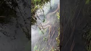 ¿Gigantes del Amazonas Anacondas ASOMBROSAS en su hábitat natural [upl. by Rahmann]