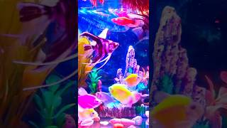 Peaceful Aquarium Fish Tank  Soothing Sounds and Colors aquarium fish [upl. by Llevaj]