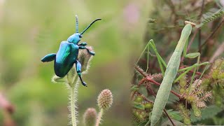 Insects fighting green bug and mantis [upl. by Grote]