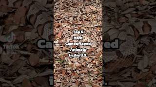 Top 5 Most Camouflaged Animals in the US wildlife top5 nature amazingfacts [upl. by Hairahcez569]