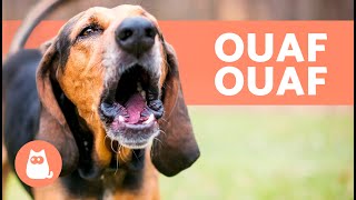 Meilleures vidéos de CHIENS QUI ABOIENT FORT 🐶🔊 Aboiements de chiens les plus DRÔLES [upl. by Croix]