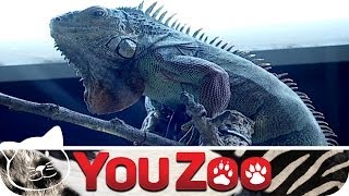 Deutschlands größte Zoohandlung │YouZoo [upl. by Skier]