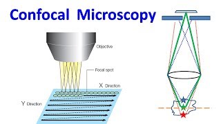 Confocal Microscopy [upl. by Mell476]