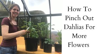 How To Pinch Out Dahlias For More Flowers  Dahlia Update [upl. by Cedell]