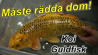 Vi räddar koikarp och guldfisk [upl. by Ilwain]