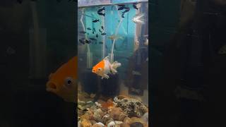 Gold fish ande dene wali hai goldfish shorts mollyfish aquarium viralvideo fishing fish [upl. by Engelbert]