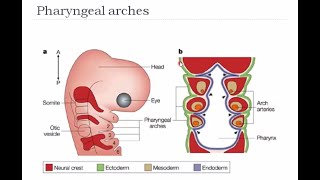 Development of Head and Neck  Pharyngeal Arches  Pharyngeal Pouch and Clefts  Embryology Lecture [upl. by Eahsram]