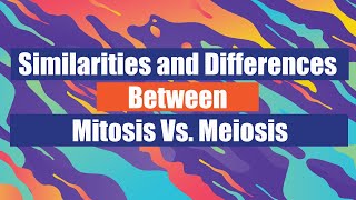 Similarities and Differences Between Mitosis Vs Meiosis [upl. by Riddle]