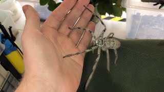 Giant Huntsman Spider from Australia [upl. by Priebe]