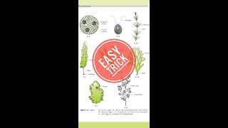 Plant kingdom trick Algae NCERT neetbiology biology Mnemonic for NEETCBSEICSE shorts neet2022 [upl. by Ndnarb273]