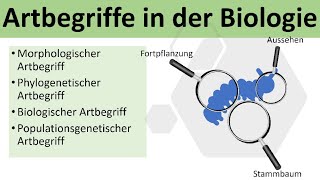 Artbegriffe in der Biologie biologischer und morphologischer Artbegriff  Evolution Oberstufe [upl. by Nyret]