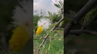 Dichrostachys plant  सिकलबश बेल [upl. by Dranoc891]