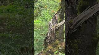 Fall at Cowichan River [upl. by Minerva]