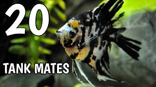 Angelfish tank mates  Tank mates for angel fish  Angel tank mates [upl. by Martainn430]