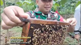 Pak Babinsa Distributor Madu Kaliandra Asli dari jenis Lebah Apis Mellifera [upl. by Yllus]