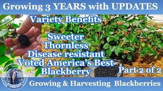 How to Grow amp Harvest Blackberries  3 years with UPDATES  Part 2 of 2 [upl. by Emyaj191]