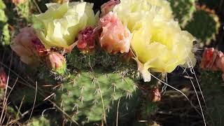 Prickly Pear Cactus [upl. by Anelleh975]