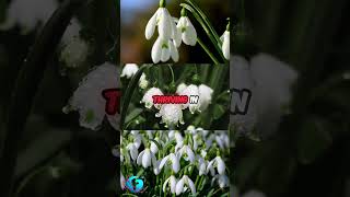 Snowdrops The WinterBlooming Heat Makers facts plants shorts youtubeshorts snowdrop youtube [upl. by Dulcea]