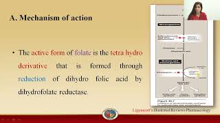 Trimethoprim  Mode of action and Reason of Selective Toxicity [upl. by Idnek420]