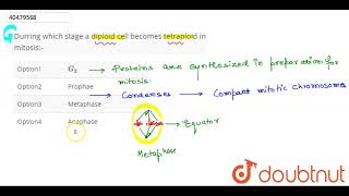 Durring which stage a diploid cell becomes tetraploid in mitosis [upl. by Arrotal]