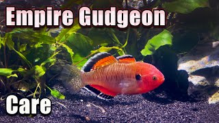 The Show Stopper  Empire Gudgeon Care [upl. by Meng]