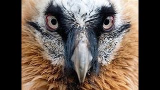 THE BEARDED VULTURE [upl. by Sawyor599]