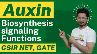 Auxin hormone  auxin biosynthesis auxin transport and auxin function [upl. by Miguelita195]