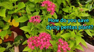 पेंटास प्लांट को मरने से कैसे बचायें।। How do you save a dying pentas plantl💮💮 [upl. by Sandberg773]