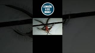 Creatonotos gangis animales shorts animalessueltos animals fauna naturaleza selva [upl. by Baelbeer]