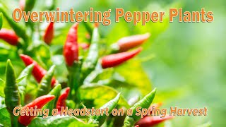 Overwintering Pepper Plants [upl. by Kred]