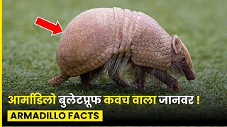 आर्माडिलो बुलेटप्रूफ कवच वाला जानवर  Discover the Armadillo Animal with Bulletproof Armor [upl. by Allimrac]