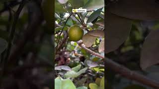 Lemon tree  bahut sare lemon ho rkhe hai lemon gardening viralvideo nature [upl. by Pettifer]