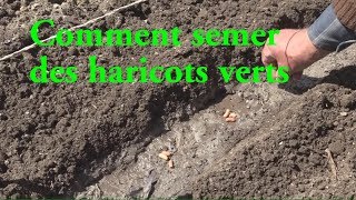 Haricots verts COMMENT LES SEMER LC VIDEO [upl. by Lamonica507]