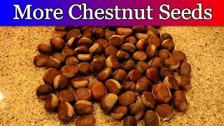 Bought More Chestnut Seeds  Time to Cold Stratify [upl. by Lona]