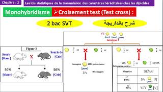 Monohybridisme test cross croisement test 2 bac svt option français شرح بالداريجة [upl. by Acirne521]