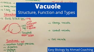 Vacuole Structure Function and Types  Easy Biology [upl. by Roots]