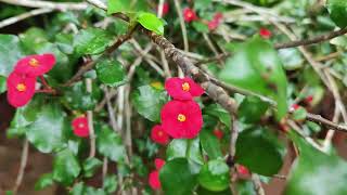 Thornless Crown Of Thorns  Geroldii Euphorbia  plants  Propogation  care tips [upl. by Stoneham799]