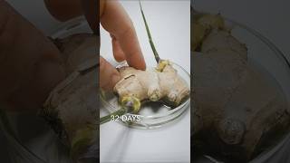 Ginger Root timelapse [upl. by Rekab]