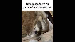 Fofoca ou carinho misterioso memes animaisdublados humor comediaanimal comedia rircomanimais [upl. by Elwee]