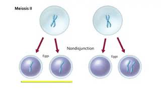 Non Disjunction in Meiosis  Non disjunction Meiosis [upl. by Iruy]