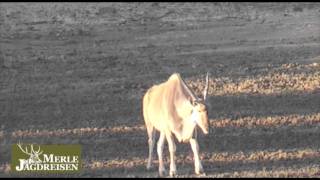 Eland Hunting in Namibia [upl. by Altheta957]