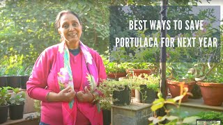 Tips for Portulaca Winter Care Save Portulaca in Winter  Best WayS to Save Portulaca for Next Year [upl. by Justine]