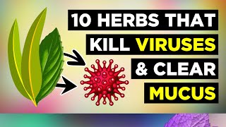 10 Herbs for Healthy Lungs To Clear Mucus amp Viruses [upl. by Kassel]