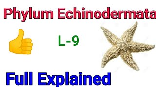 Animal kingdom Phylum Echinodermata  Echinoderms classification in Hindi  General character [upl. by Ordnasela93]