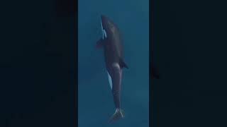 block video dolphin khelablock video dolphin block video samundar Pani mein [upl. by Naltiac]