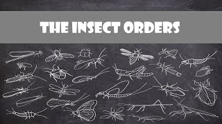 Defining Characteristics of the Insect Orders  Entomology [upl. by Ettelimay]