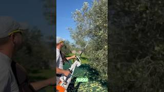 Pujiška 💚 farming stihl olive [upl. by Krakow]