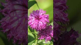 Arkansas Ironweed Bold and Beautiful Wildflower for Pollinators shorts arkansas PlantsWorld [upl. by Neztnaj198]